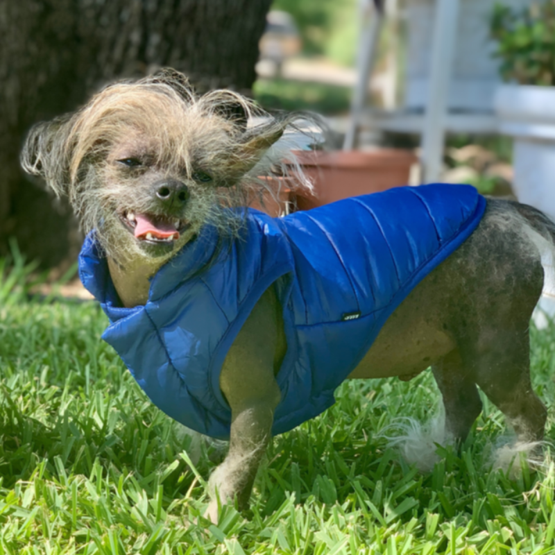 HOME ATB GWP 213094 PUFFY PUPPER VEST COBALT XS S HOLLY 2 1200x900 33e90ef