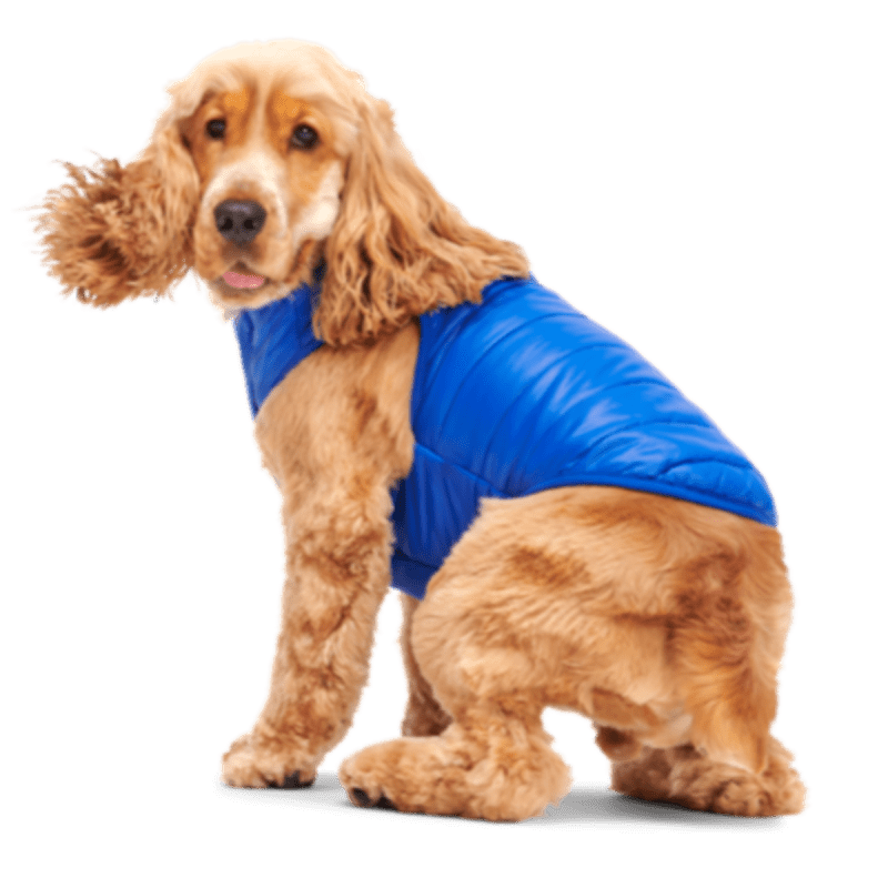 HOME ATB GWP 213095 PUFFY PUPPER VEST COBALT M L 1228 1200x800 9b9f185 ff53f9e8 77cd 4f0e bf5e ef85a08b3cd7