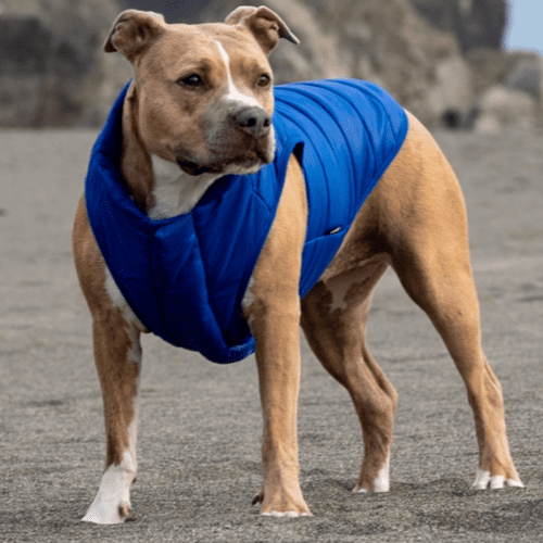 HOME ATB GWP 213096 PUFFY PUPPER VEST COBALT XL XXL indie 10 1201x1135 75083e9